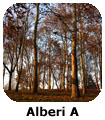 PF Alberi A